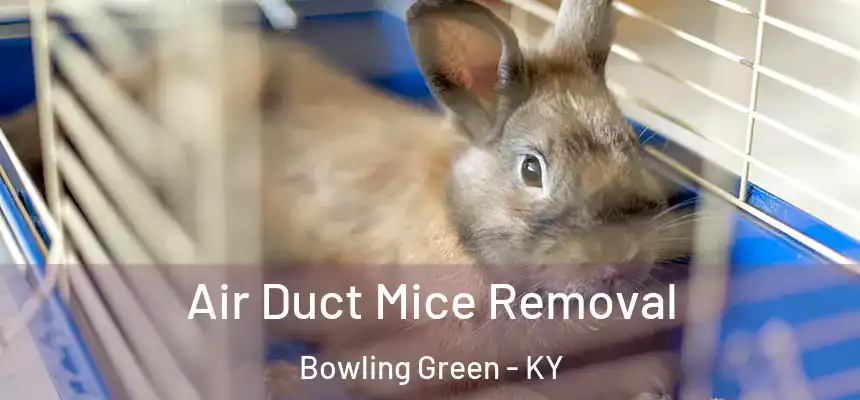 Air Duct Mice Removal Bowling Green - KY